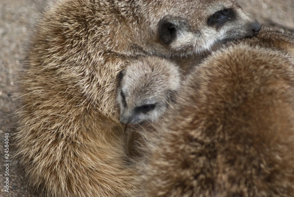 Fototapeta geborgenes Erdmännchen