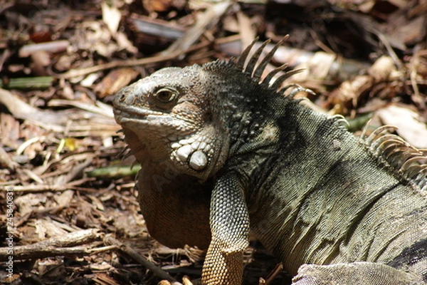 Obraz Iguana