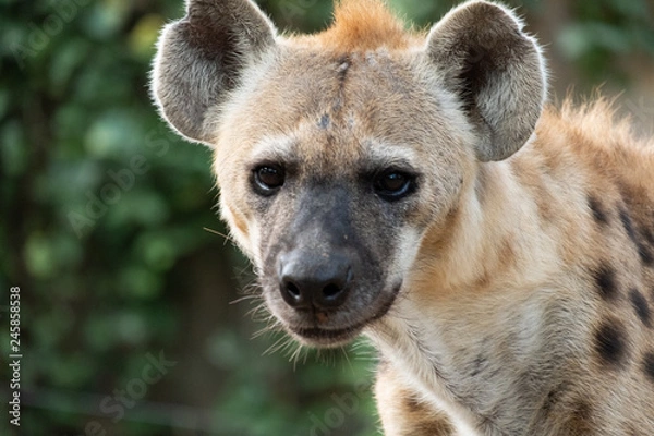 Obraz spotted hyena