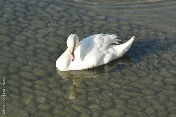 Obraz Cisnes en el rio de lyon