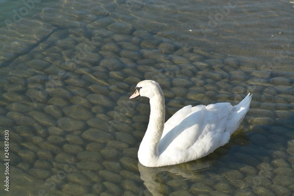 Obraz Cisnes en el rio de lyon