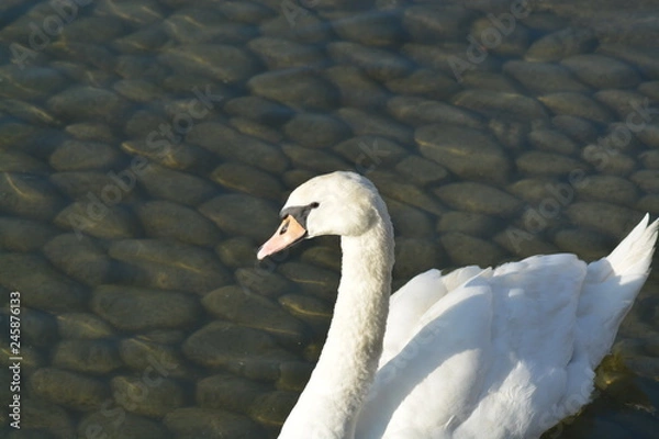 Obraz Cisnes en el rio de lyon