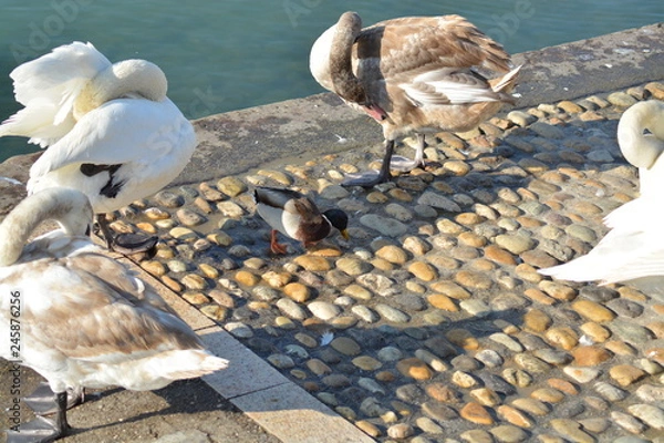 Obraz Cisnes en el rio de lyon