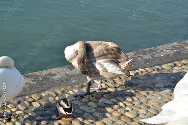 Obraz Cisnes en el rio de lyon