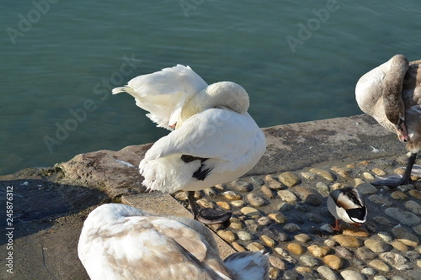 Obraz Cisnes en el rio de lyon