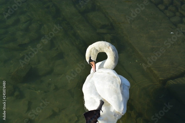 Obraz Cisnes en el rio de lyon