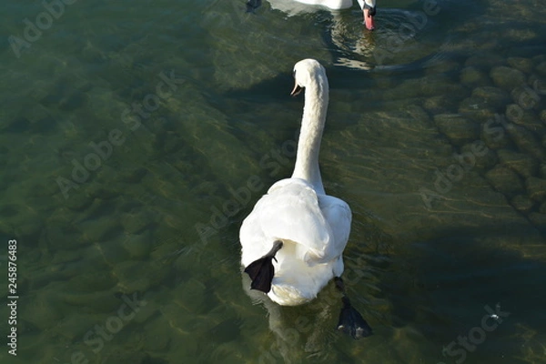 Obraz Cisnes en el rio de lyon