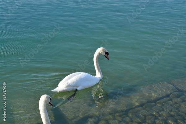 Obraz Cisnes en el rio de lyon