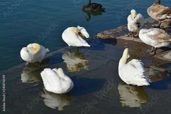 Obraz Cisnes en el rio de lyon