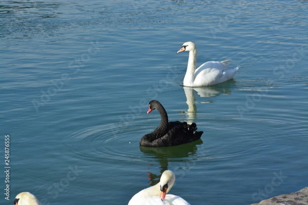 Obraz Cisnes en el rio de lyon