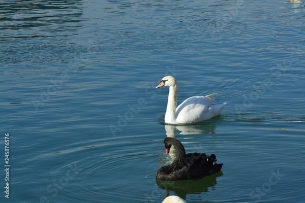 Obraz Cisnes en el rio de lyon