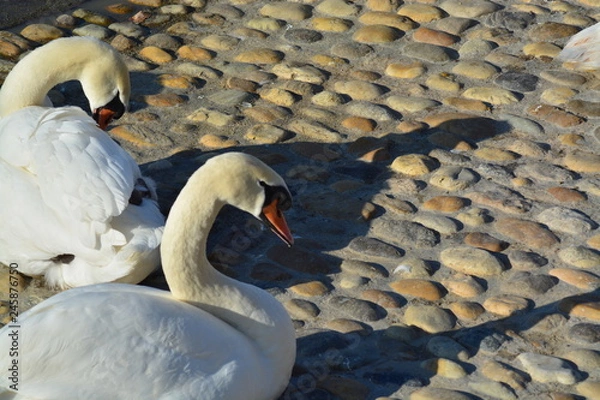 Obraz Cisnes en el rio de lyon