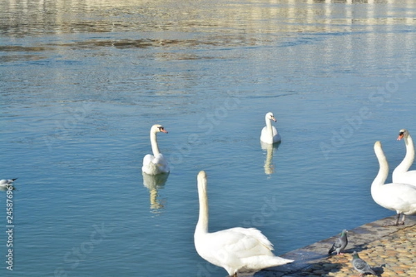 Obraz Cisnes en el rio de lyon
