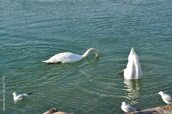 Obraz Cisnes en el rio de lyon