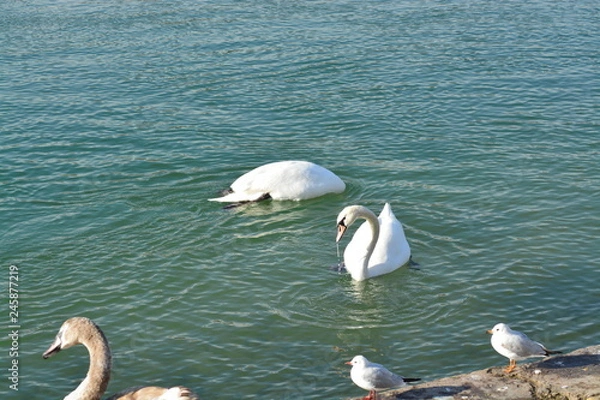 Obraz Cisnes en el rio de lyon