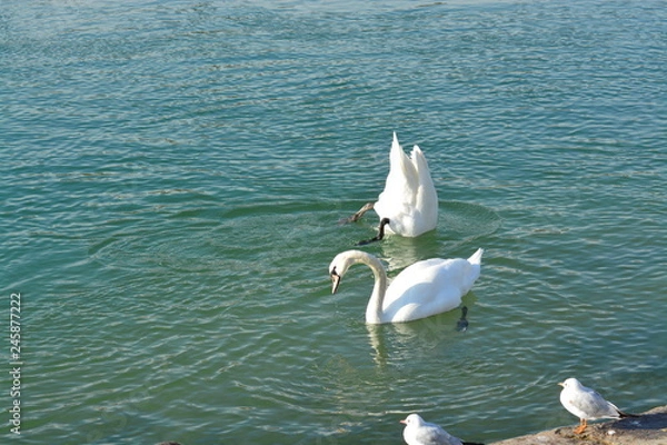 Obraz Cisnes en el rio de lyon