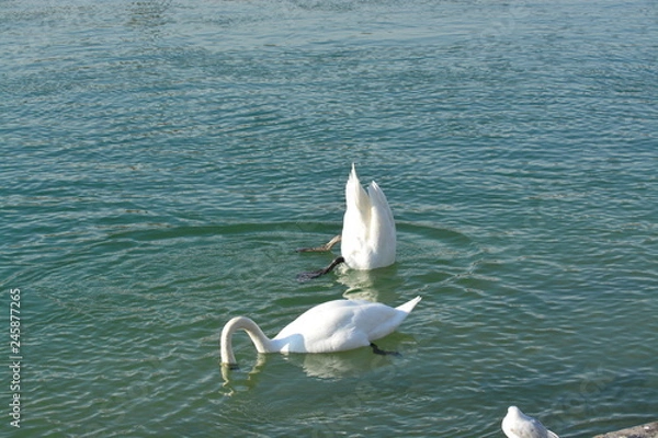 Obraz Cisnes en el rio de lyon