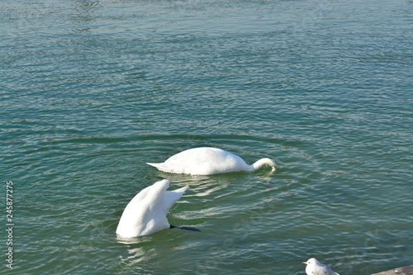 Obraz Cisnes en el rio de lyon