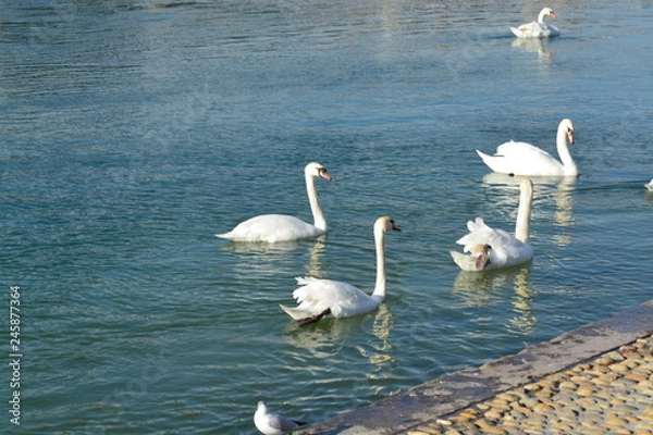 Obraz Cisnes en el rio de lyon