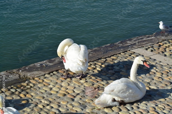 Obraz Cisnes en el rio de lyon