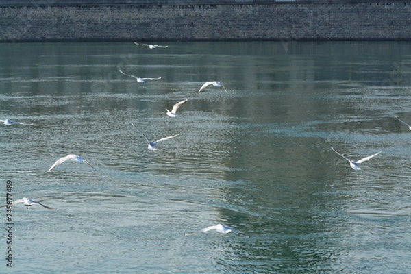 Obraz Cisnes en el rio de lyon