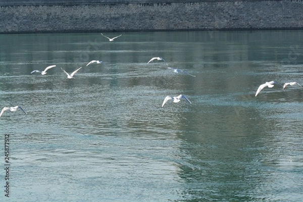 Obraz Cisnes en el rio de lyon
