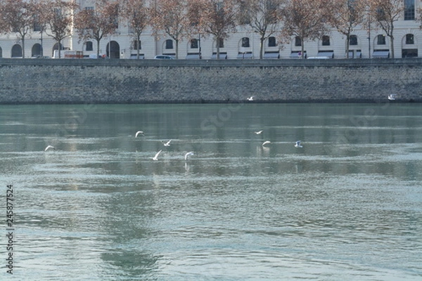 Obraz Cisnes en el rio de lyon