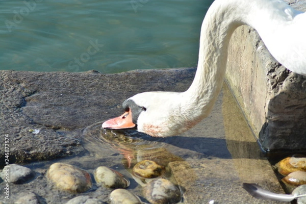 Obraz Cisnes en el rio de lyon