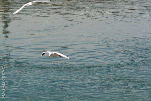 Obraz Cisnes en el rio de lyon