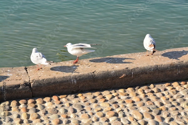 Obraz Cisnes en el rio de lyon