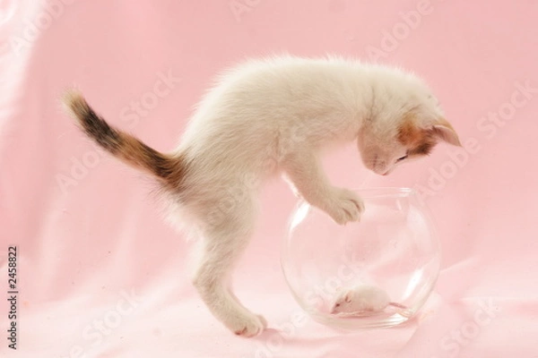 Fototapeta cat and mouse