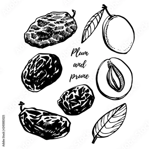 Fototapeta Prunes and plums vector hand drawn illustration. Ink sketch of nuts. Hand drawn vector illustration. Isolated on white background.