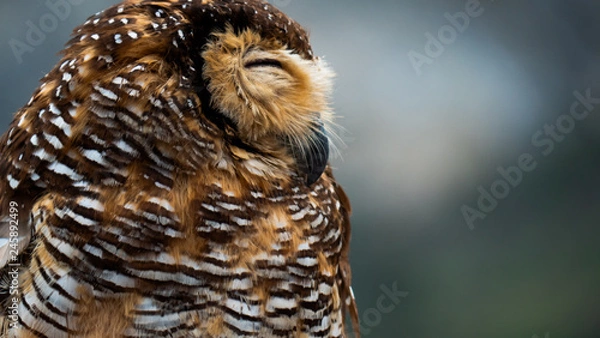 Fototapeta three javanese owls on dry tree branch. owls living on Dieng plateau on island Java, Indonesia