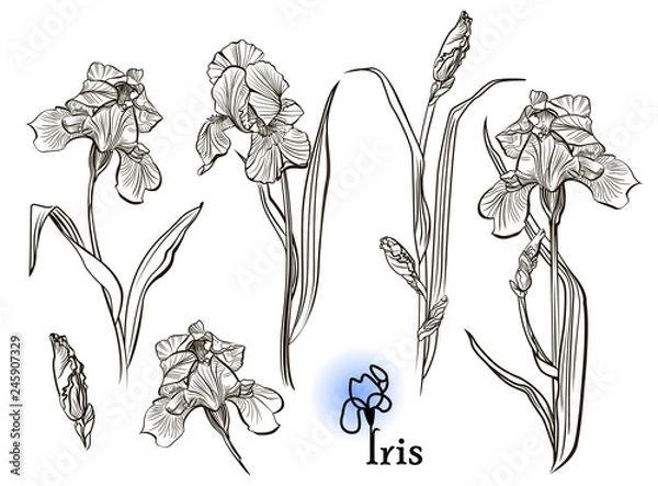 Fototapeta Iris flowers in the style of engraving.  Ink, pencil, black and white iris flowers sketch. Freehand sketching vector illustration. 