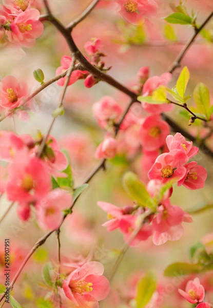 Obraz Spring time. Blooming pink branches. Macro, blur effect and selective focus