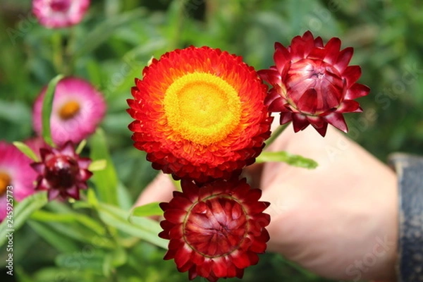 Fototapeta red flower in the garden