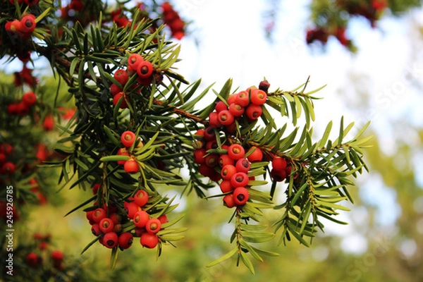 Fototapeta red berries on a branch