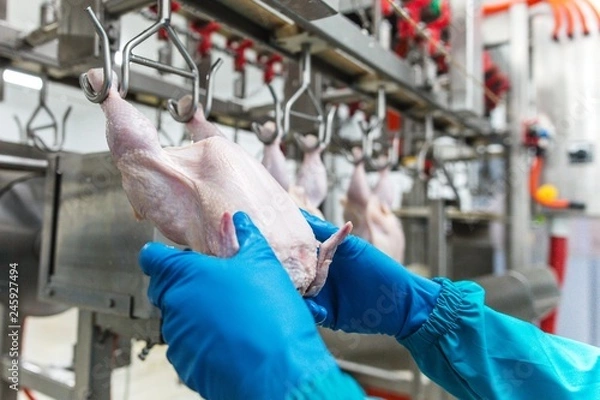 Obraz Worker man in a blue uniform relying the chicken carcass is suspended on the production of an automated tape on special equipment closeup