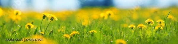 Obraz Field with dandelions. Closeup of yellow spring flowers