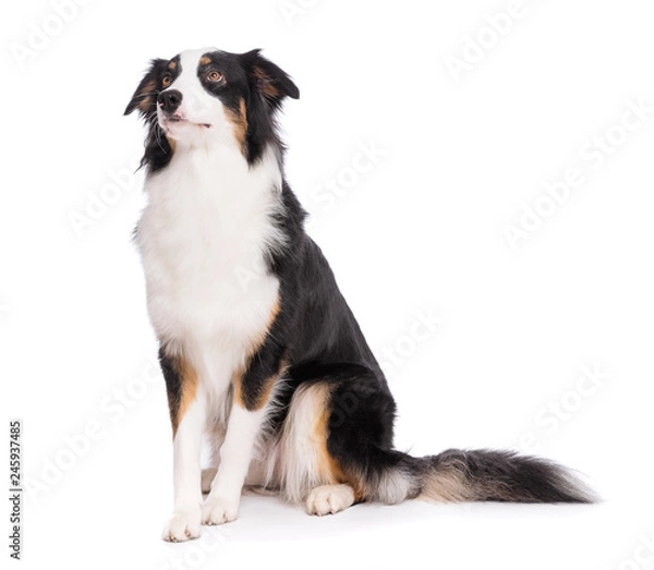 Obraz Portrait of cute young Australian Shepherd dog sitting on floor, isolated on white background. Beautiful adult Aussie, frontal and looking upward.