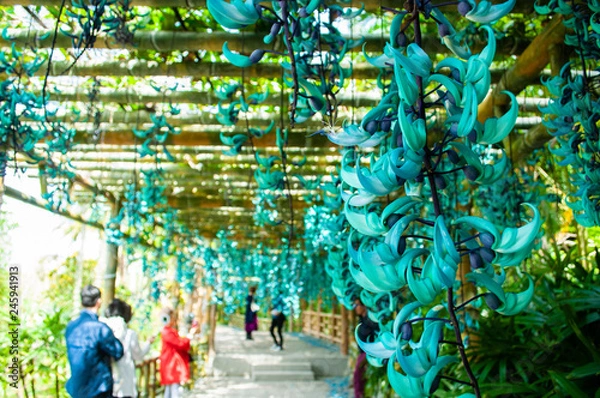 Obraz ヒスイカズラ