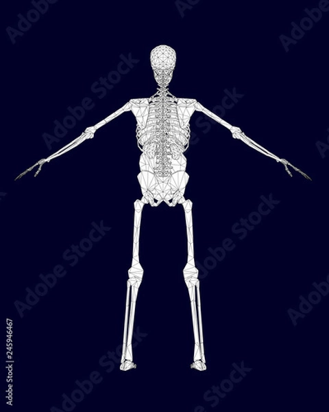 Obraz Human skeleton with organs