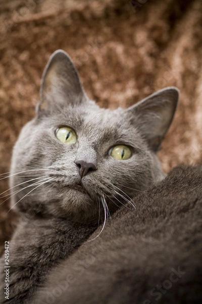 Fototapeta beautiful cat