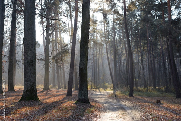 Obraz road in the forest