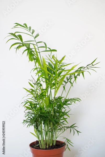 Obraz Chamaedorea elegans in a vase