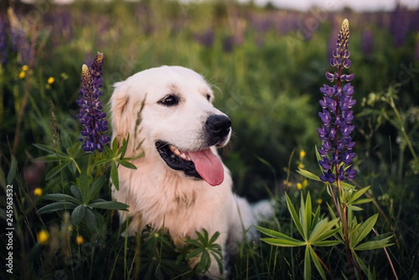 Obraz Golden retriever in the high grass of a field. Dog walking in the countryside in summer. Close-up of a golden retriever.