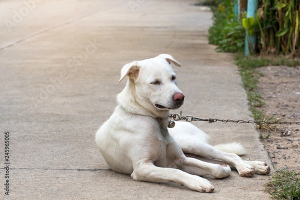 Fototapeta Close up portrait of a stray dog on side walk,vagrant dog