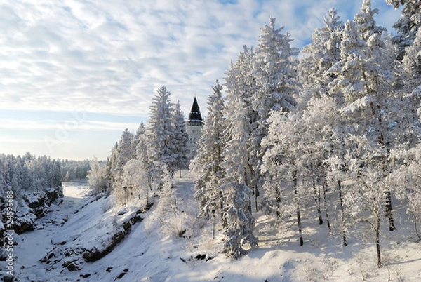 Obraz Ancient forest in Imatra