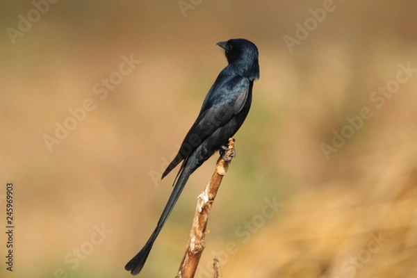 Obraz Black bird on a branch