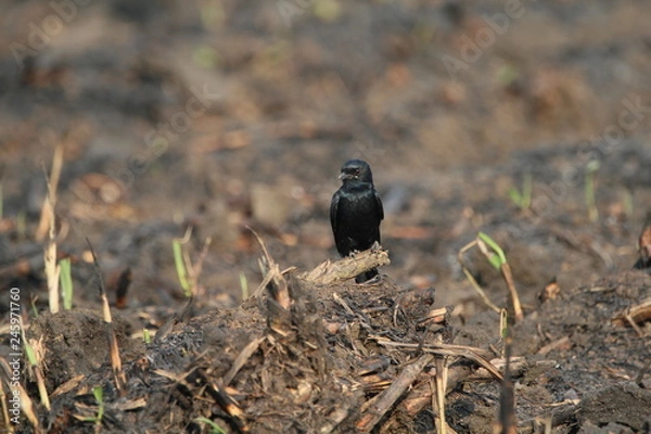 Obraz blackbird on a branch
